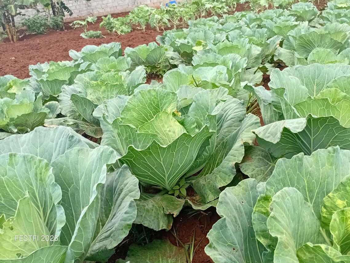 Vegetale Groeing in action