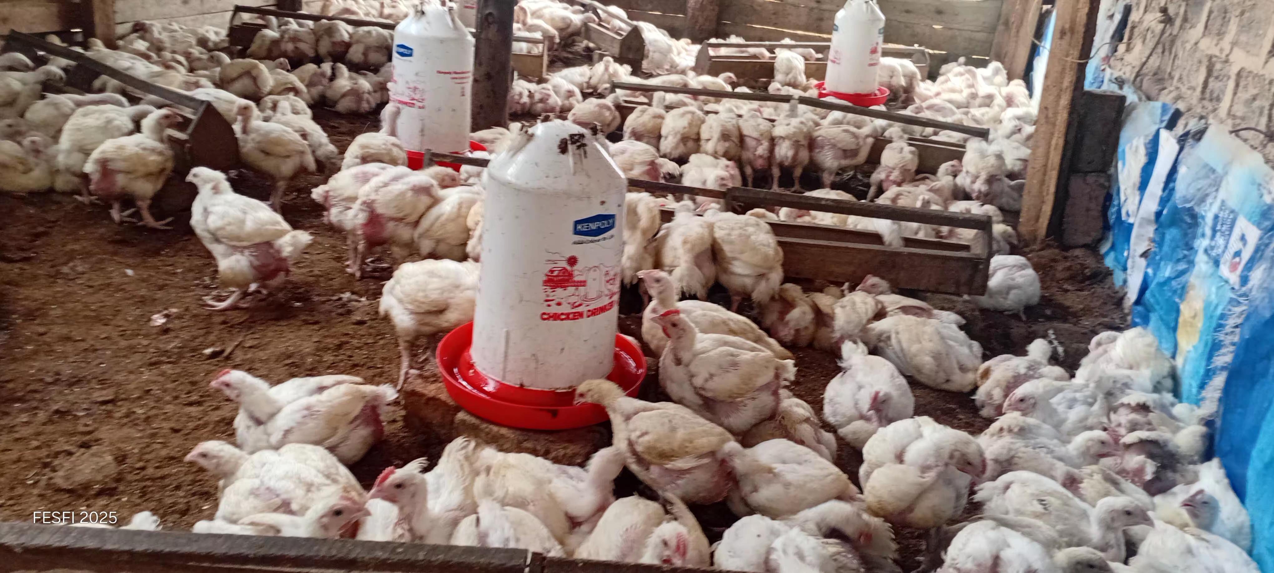 Poultry Farming in action